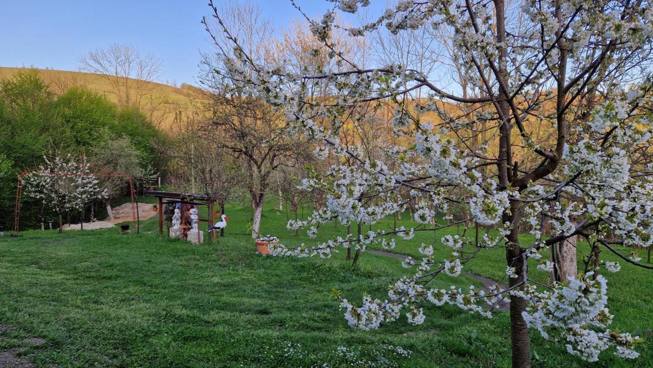 La Salasul Fermecat In Cheile Carasului Iabalcea Exterior foto