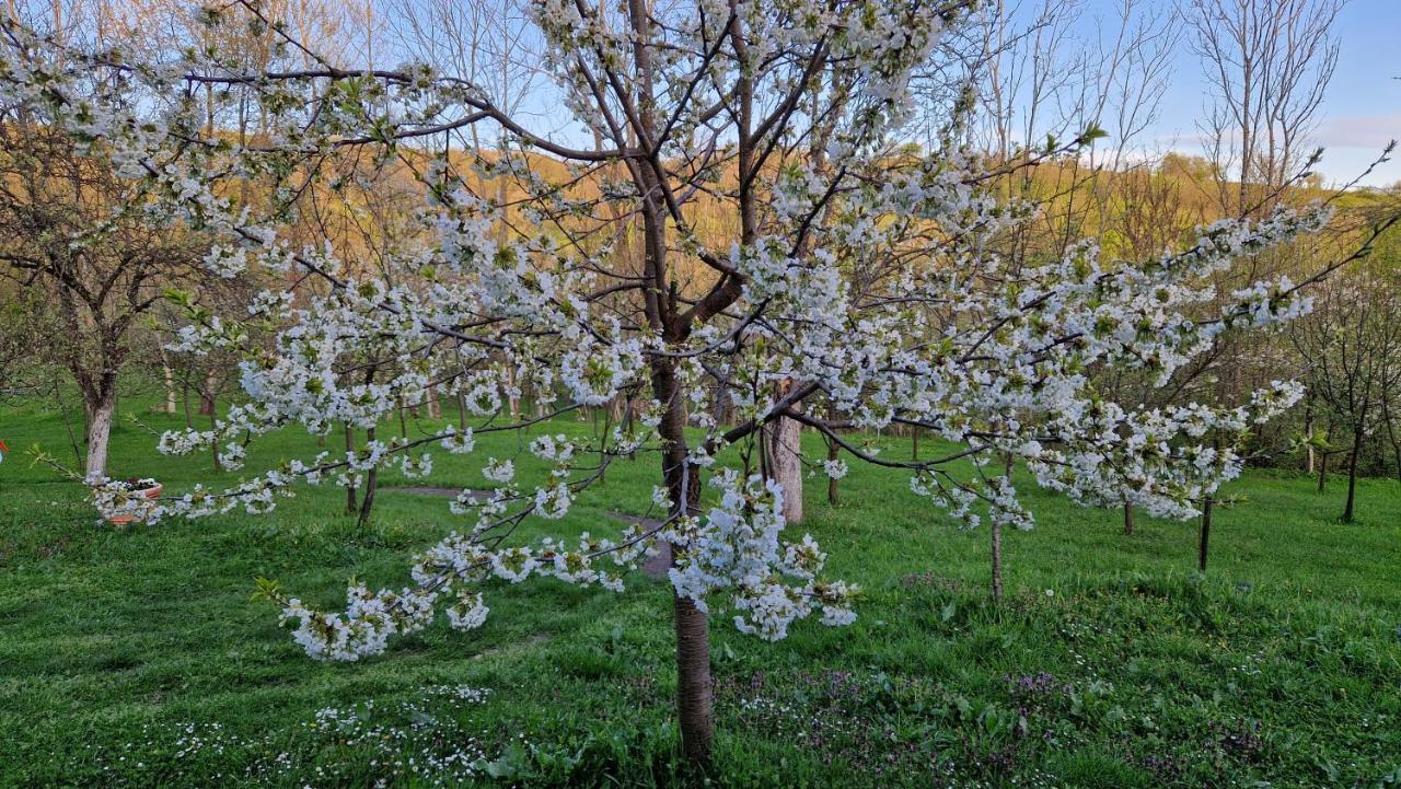 La Salasul Fermecat In Cheile Carasului Iabalcea Exterior foto